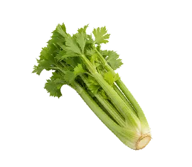 Apio hidropónico cultivado por Ecultiva