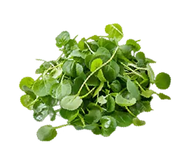 Berros hidropónico cultivado por Ecultiva