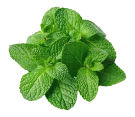 Hierba Buena hidropónico cultivado por Ecultiva