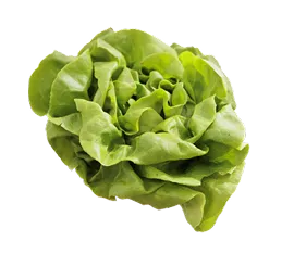 Lechuga Carola hidropónico cultivado por Ecultiva