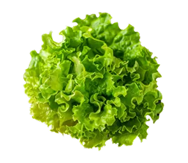Lechuga Crespa hidropónico cultivado por Ecultiva