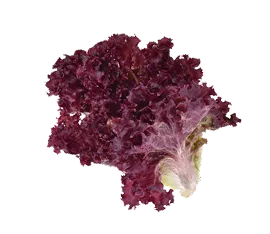 Lechuga Morada hidropónico cultivado por Ecultiva