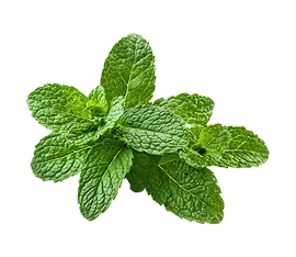 Menta hidropónico cultivado por Ecultiva